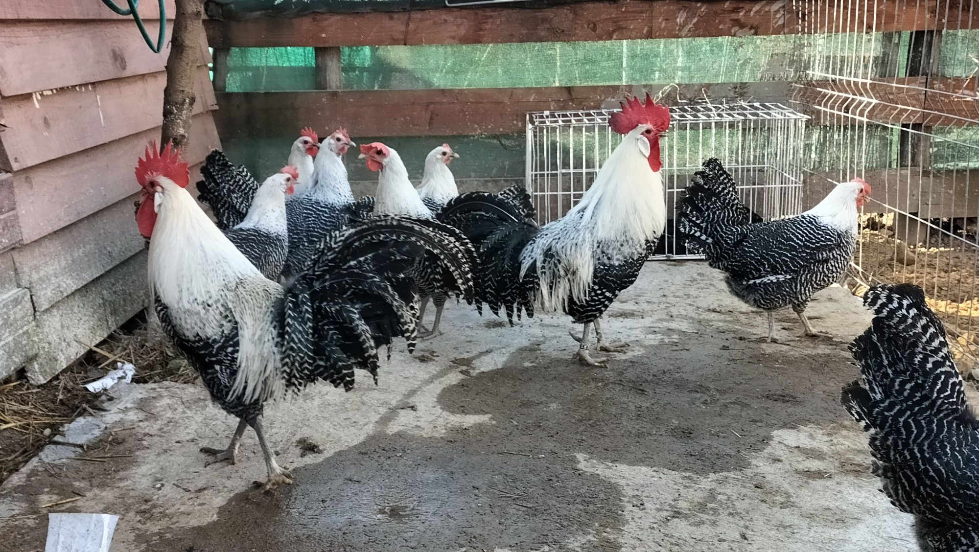 Ouă de vânzare Brakel Argintiu