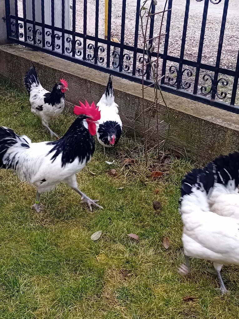Vând ouă din rasa Lakenverden