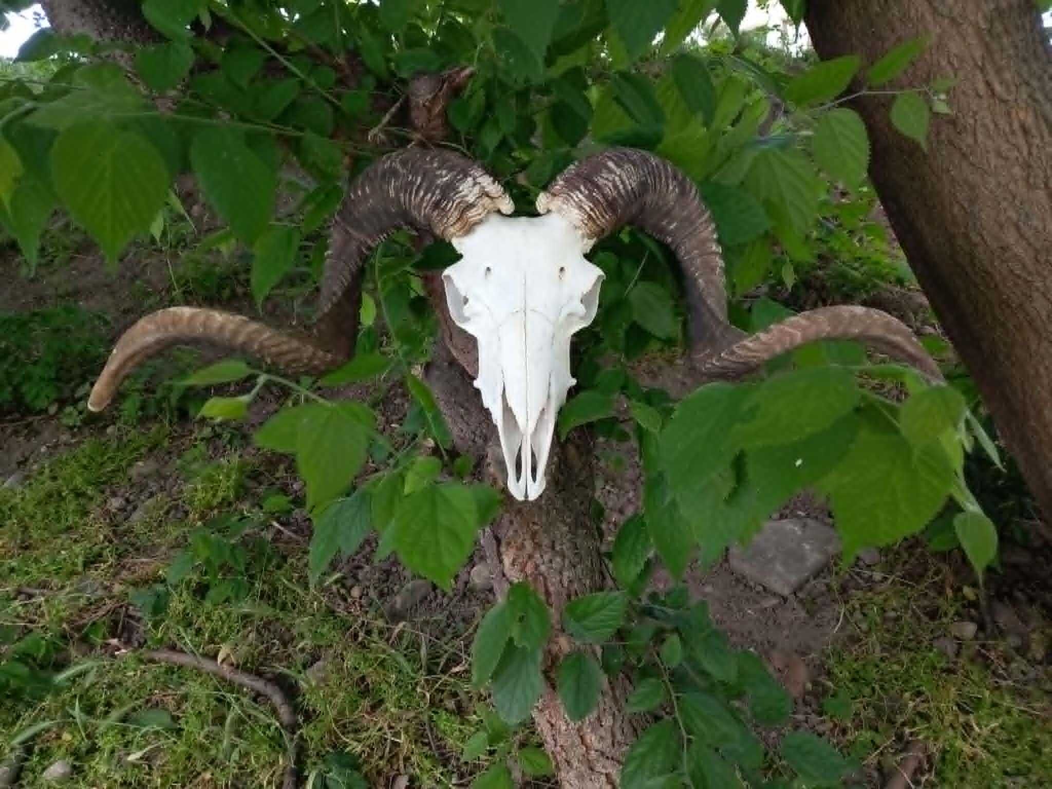 trofeu-trofee-craniu-coarne de berbec imens