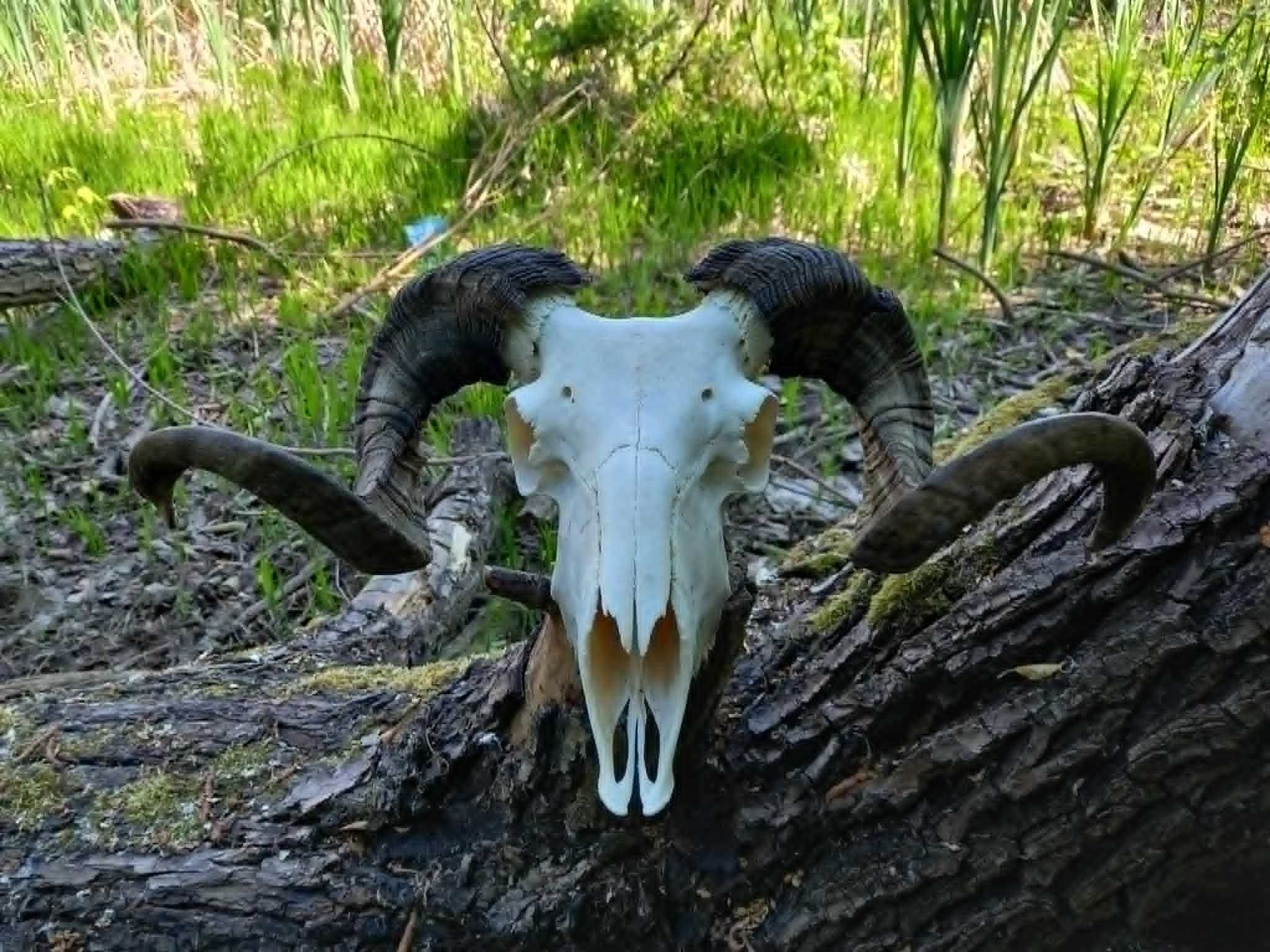 trofeu-trofee-craniu-coarne de berbec negru