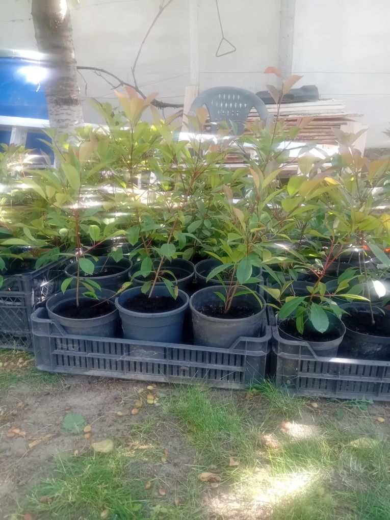 Photinia red Robin gard viu.
