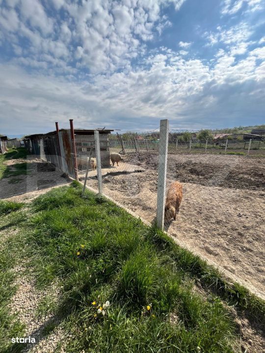 Ferma mica de animale – porci Mangalita & gaini de curte