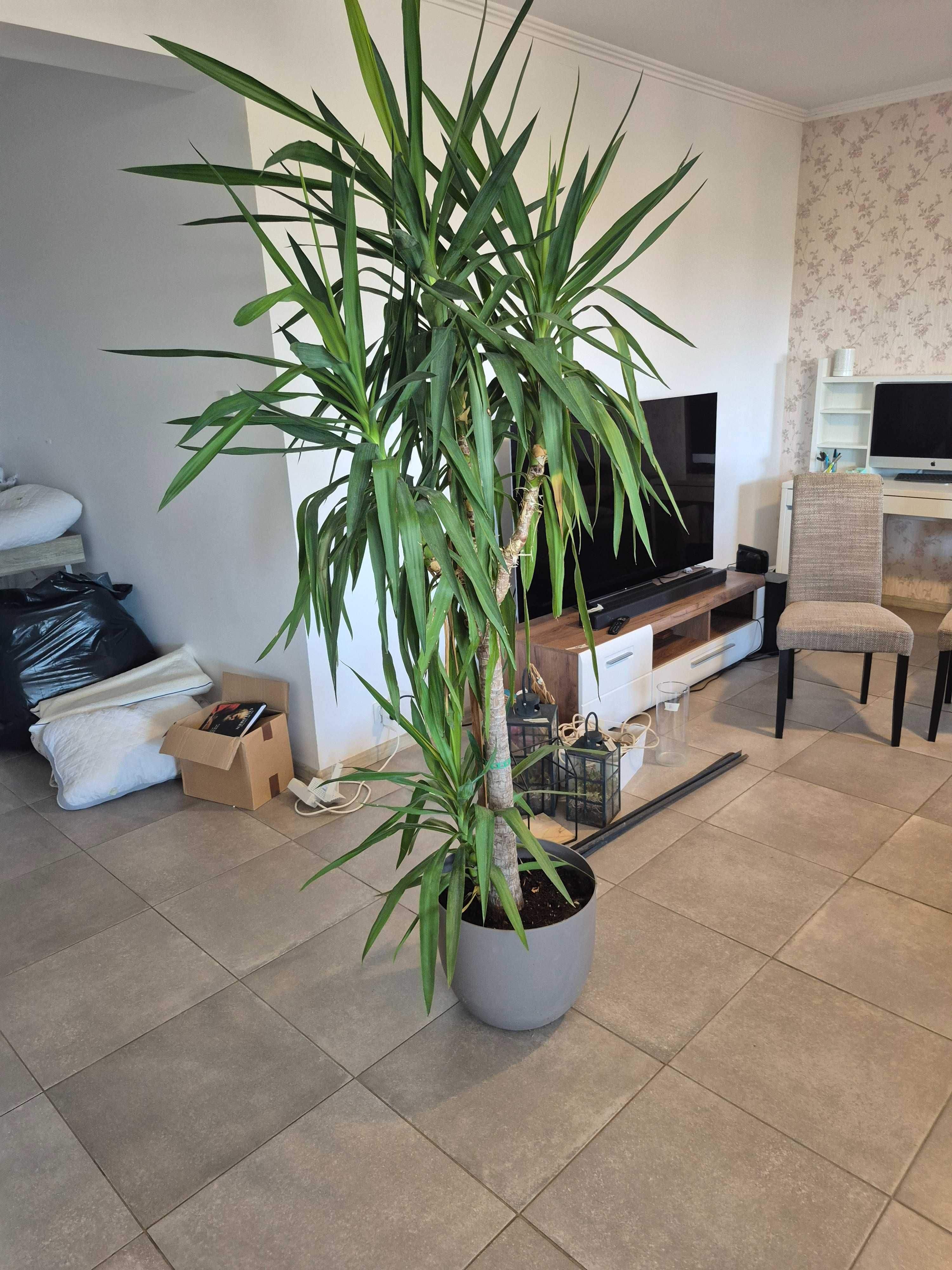 Planta Yucca mare in ghiveci