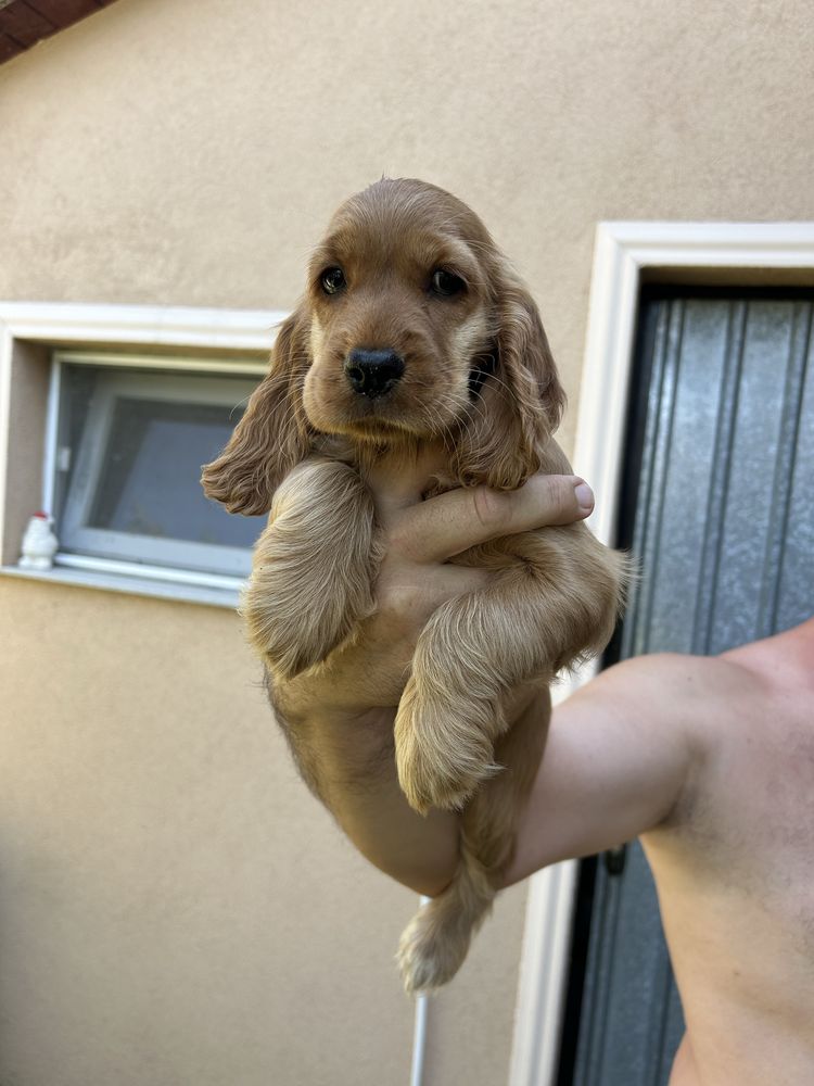 Vand pui cocker spaniel