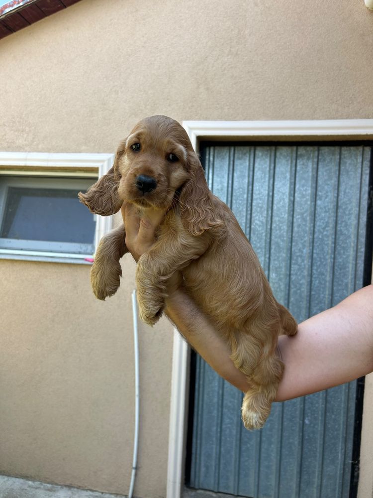 Pui Cocker Spaniel