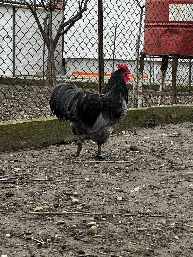 Cocos australorp albastru