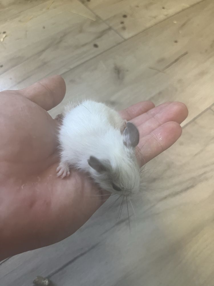 Pui veverita Degu 1 luna