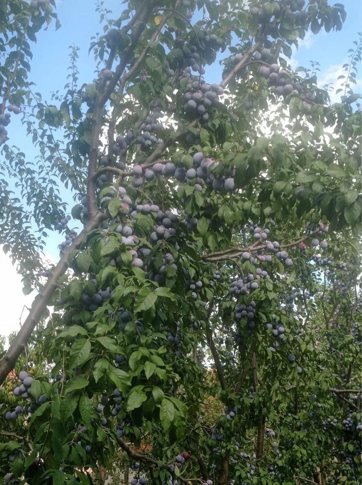 Vand prune de tuica de Diosig
