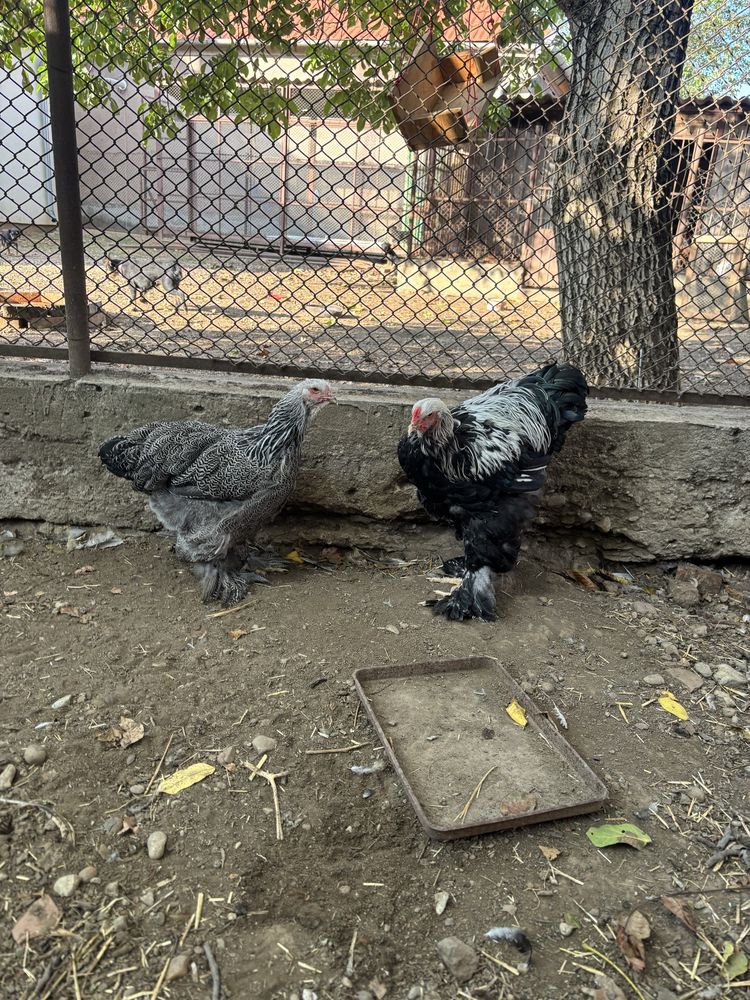 Gaini brahma de vanzare
