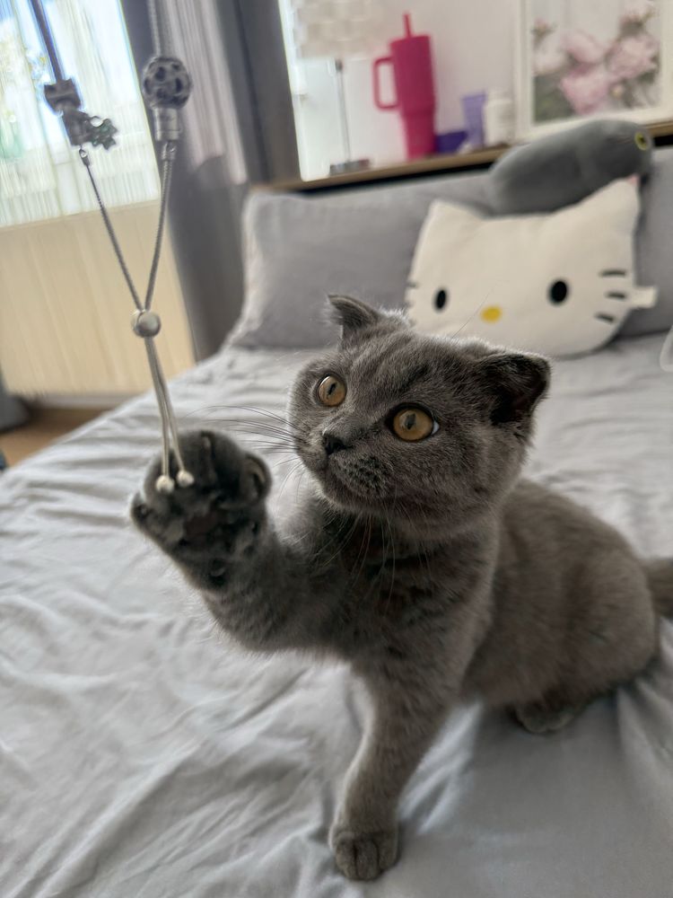 Pui scottish fold