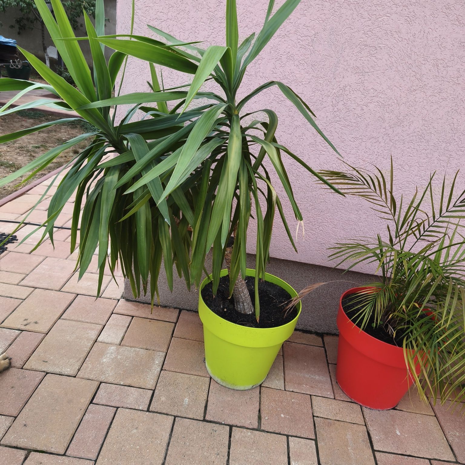Plante ornamentale