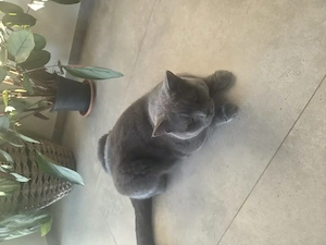 Vând pisică British Shorthair, mascul, 2 ani