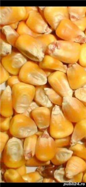 cereale, grâu,