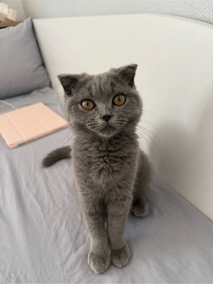Pisicuță Scottish Fold