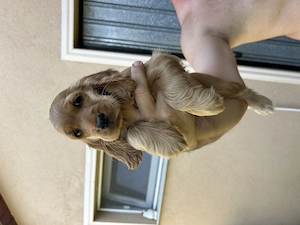 Cocker spaniel superb