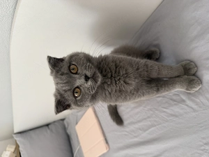 Pisicuță Scottish Fold