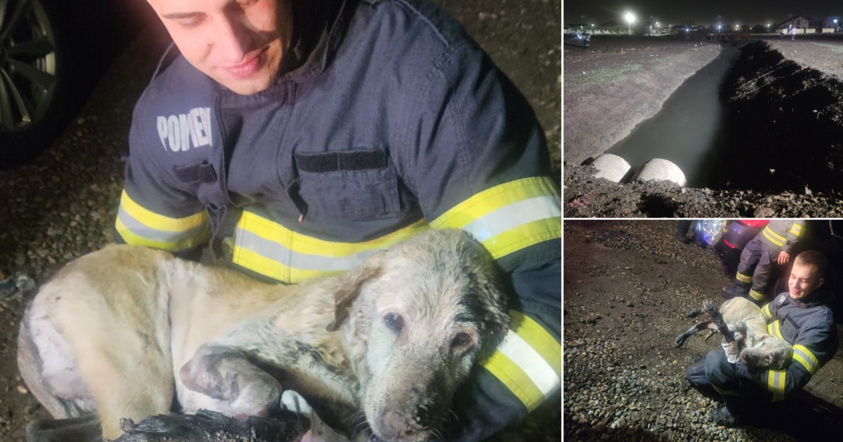 Un suflet în primejdie. Pompierii orădeni au salvat un câine căzut într-un canal din Sântandrei
