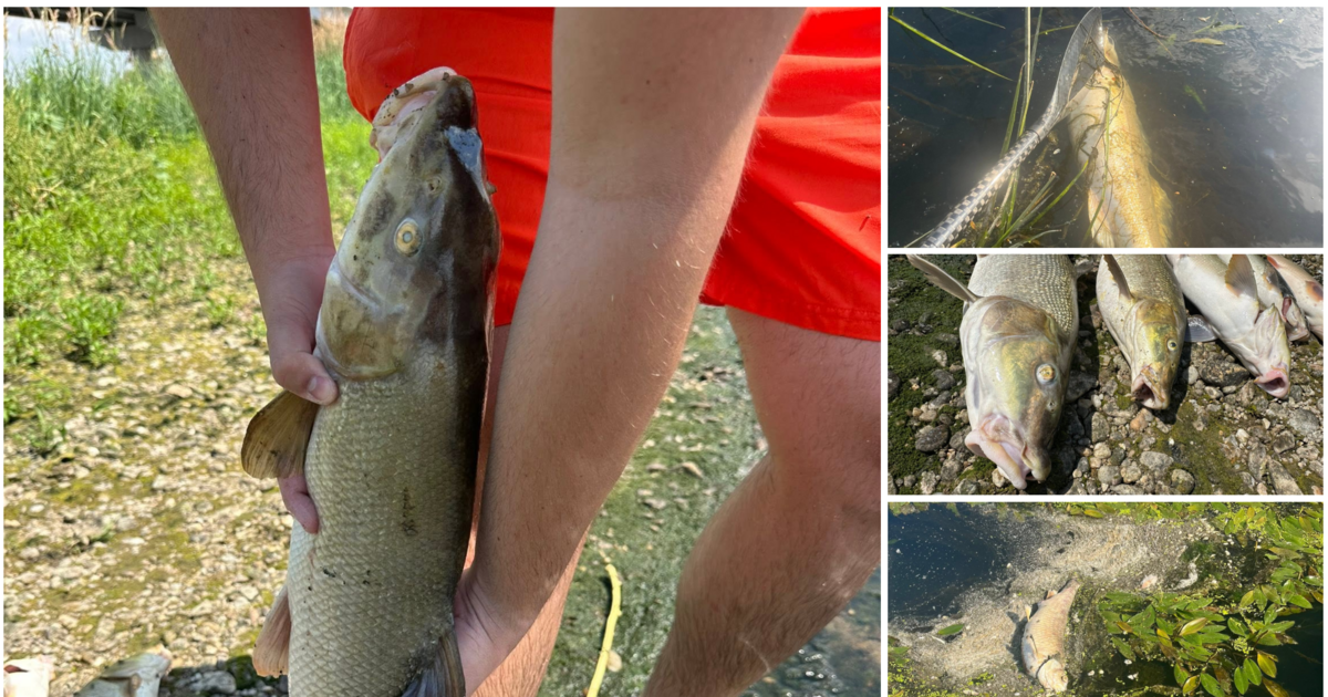 Imagini alarmante pe Crișul Repede: sute de pești, inclusiv exemplare de 7 kilograme, găsiți morți în aval de Oradea
