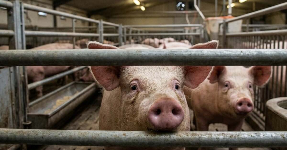 Peste 60 de sesizări din cauza mirosurilor de lângă Oradea. Garda de Mediu impune restricții fermelor