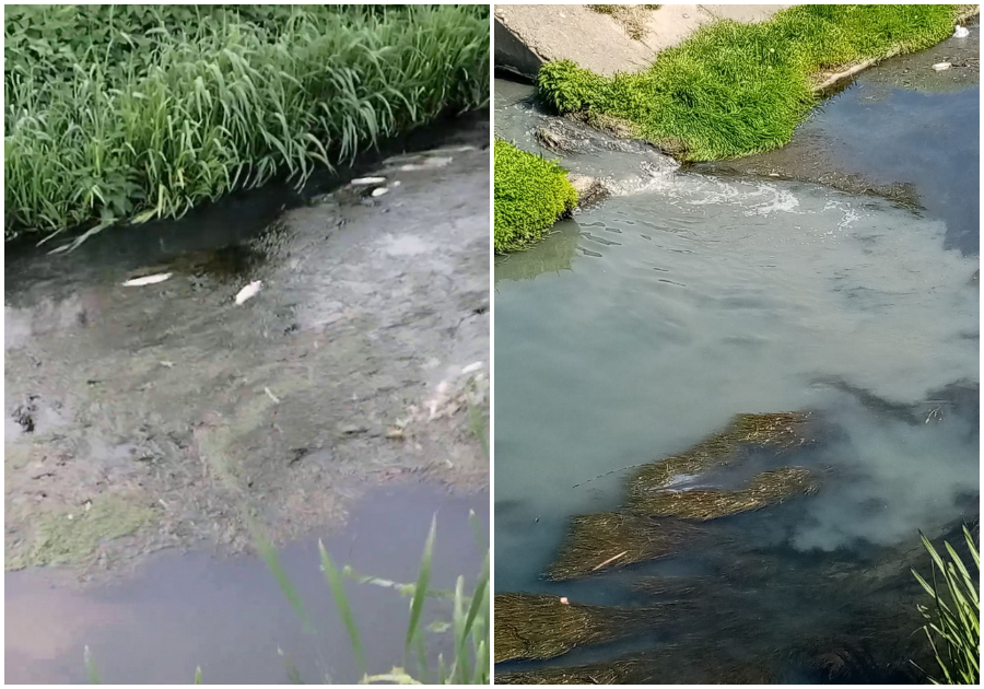 O nouă poluare masivă pe Peța: Pârâul s-a umplut de pești morți, din Oradea până în Sântandrei (FOTO/VIDEO)