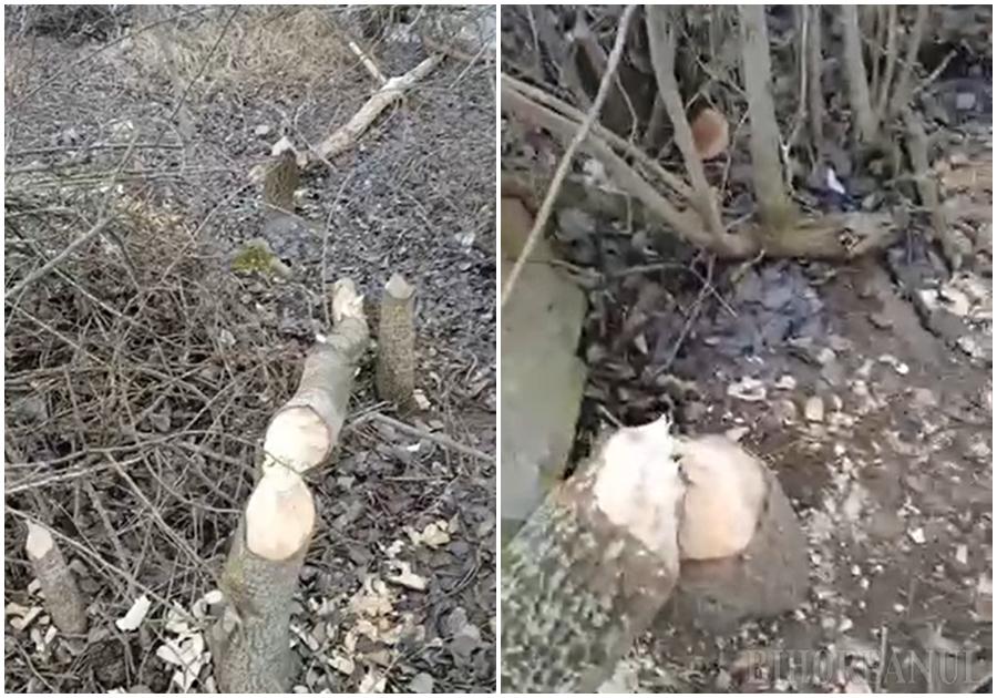 Castorii fac ravagii și lângă Oradea: Mai mulți copaci, doborâți de rozătoare, între Sântandrei și Girișu de Criș (VIDEO)