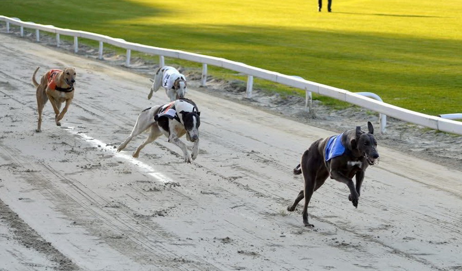 Dragonheart Ella, antrenată de un tânăr din Sântandrei, a câștigat derby-ului Ungariei la curse de ogari