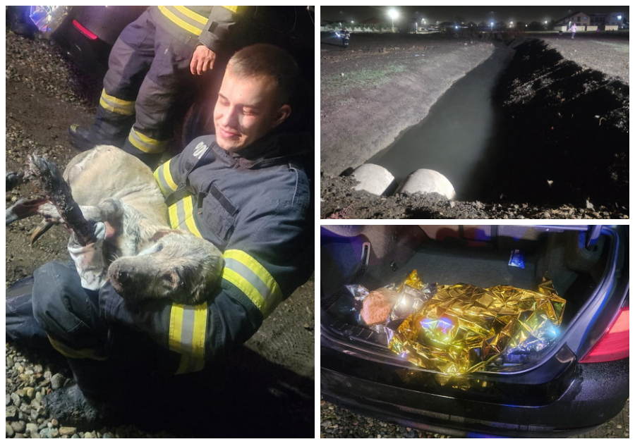 Câine căzut într-un canal, salvat de pompierii orădeni la Sântandrei (FOTO)
